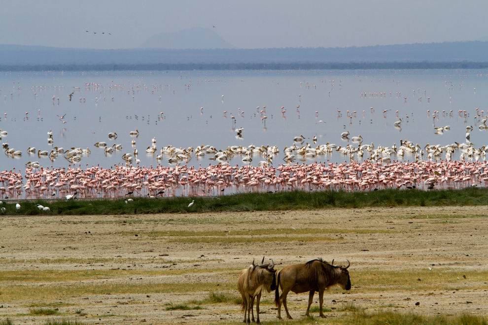 Manyara nemzeti park