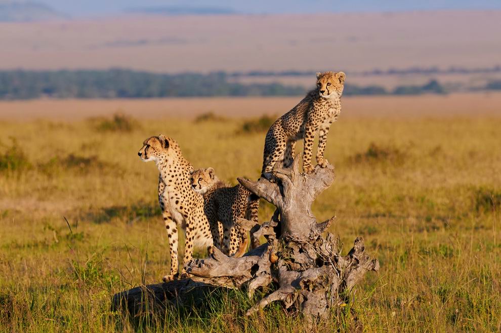 Serengeti