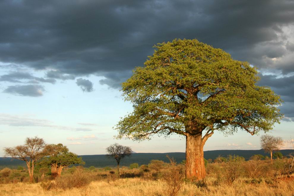Tarangire-nemzeti-park